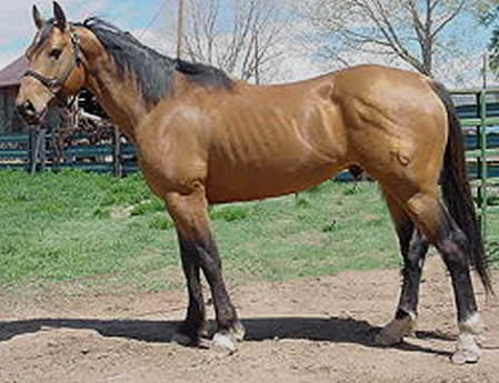 Buckskin Stallion at Stud, Ten Sleep Wyoming 