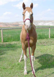 Red Roan Over Gelding for sale 